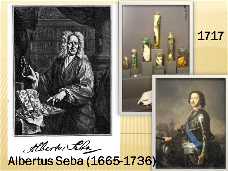 Albertus Seba (1665-1736) 1717